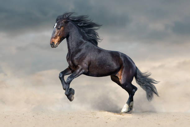 istock Horse gallops in sand 957246330