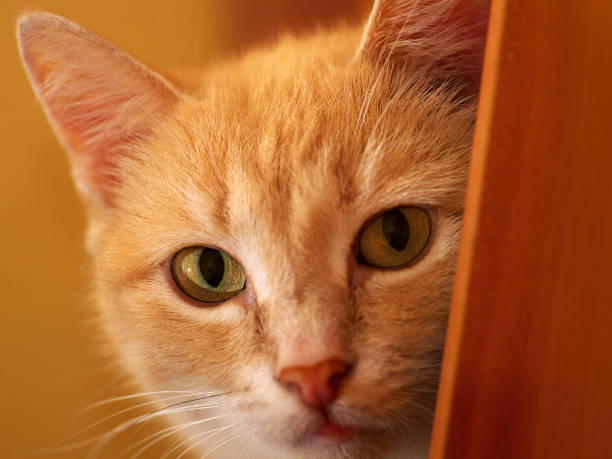 istock ginger cat looking directly at camera, full face portrait, closeup 957250982