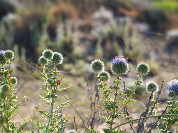 istock prickly plant growing in desert place backlit by sun 957251562