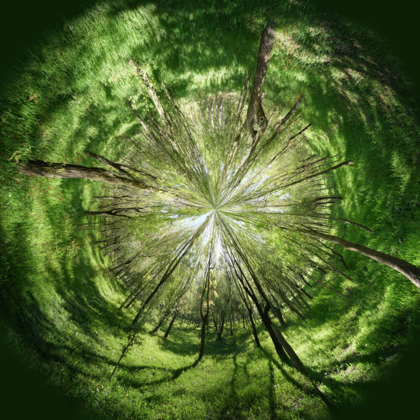 istock The trees stretch towards the sun. Concept 957255940