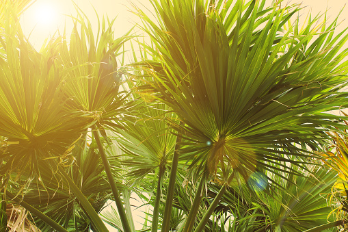 bottom view of fan palm leaves under sunlight, toned