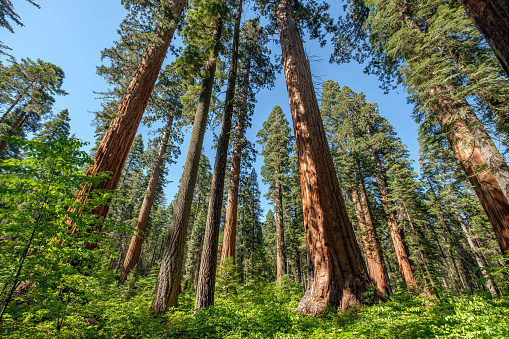 Sequoia tree in Calaveras Big Trees State Park. California, United States.