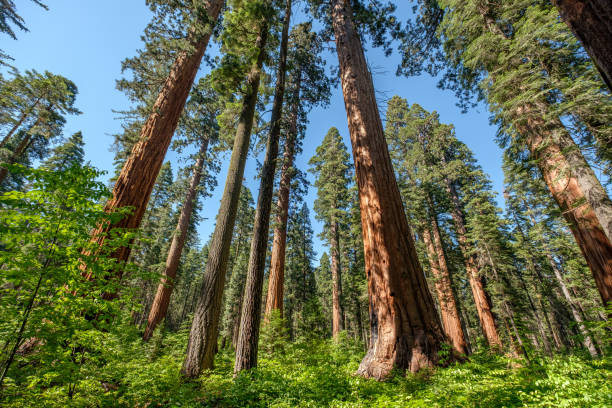 Sequoia tree in Calaveras Big Trees State Park Sequoia tree in Calaveras Big Trees State Park. California, United States. state park stock pictures, royalty-free photos & images