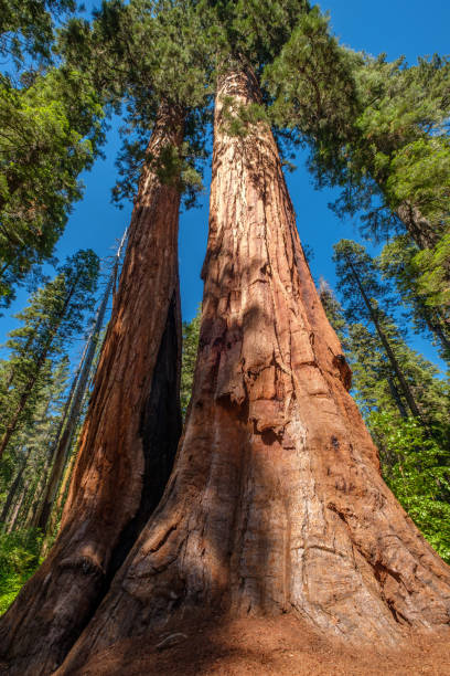 istock Sequoia tree in Calaveras Big Trees State Park 957262286