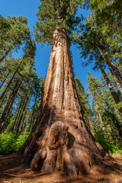 istock Sequoia tree in Calaveras Big Trees State Park 957262290