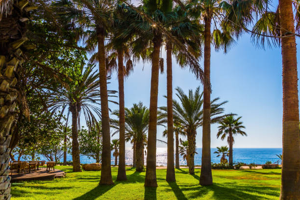 istock Palm grove on the beach 957270854