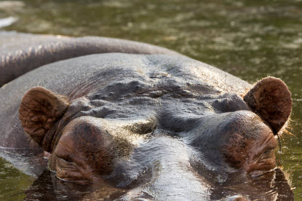 istock hippopotamus in a zoo 957271008