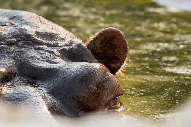 istock hippopotamus in a zoo 957271048