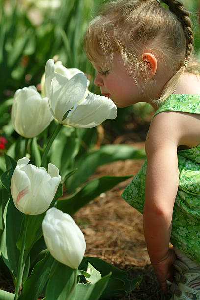 profumo dei tulipani - formal garden ornamental garden child single flower foto e immagini stock