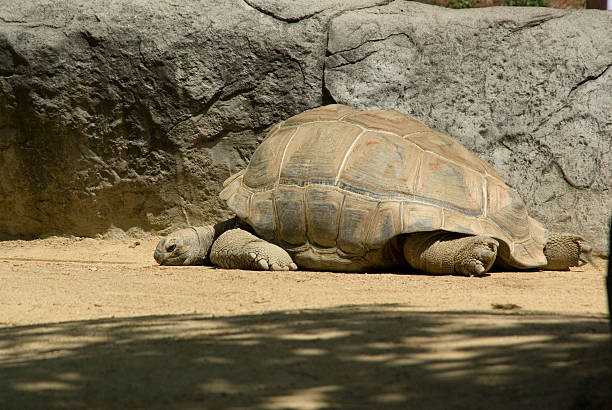 épuisé tortue - tortoise exhaustion sleeping emotional stress photos et images de collection
