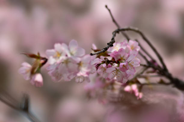 Sakura cherry blosson flower Beautiful impressive pink and white Japanese sakura cherry blosson flower. Joy and beauty of spring cherry blosson tree stock pictures, royalty-free photos & images
