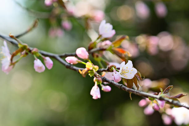 Sakura cherry blosson flower Beautiful impressive pink and white Japanese sakura cherry blosson flower. Joy and beauty of spring cherry blosson tree stock pictures, royalty-free photos & images