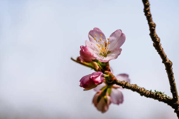 Sakura cherry blosson flower Beautiful impressive pink and white Japanese sakura cherry blosson flower. Joy and beauty of spring cherry blosson tree stock pictures, royalty-free photos & images