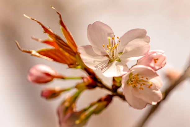 Sakura cherry blosson flower Beautiful impressive pink and white Japanese sakura cherry blosson flower. Joy and beauty of spring cherry blosson tree stock pictures, royalty-free photos & images
