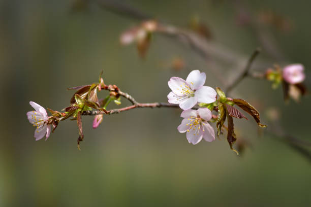 Sakura cherry blosson flower Beautiful impressive pink and white Japanese sakura cherry blosson flower. Joy and beauty of spring cherry blosson tree stock pictures, royalty-free photos & images