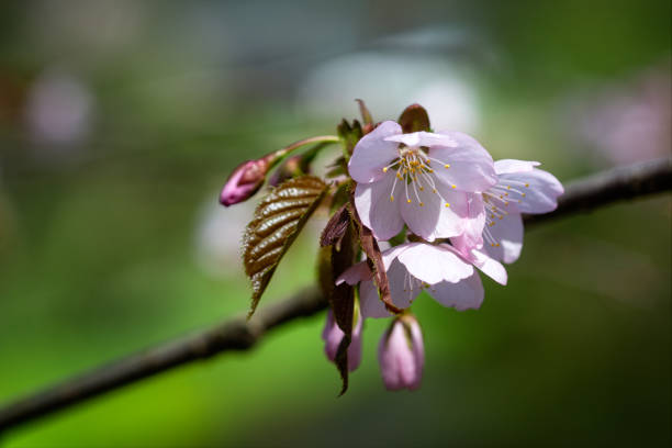 Sakura cherry blosson flower Beautiful impressive pink and white Japanese sakura cherry blosson flower. Joy and beauty of spring cherry blosson tree stock pictures, royalty-free photos & images