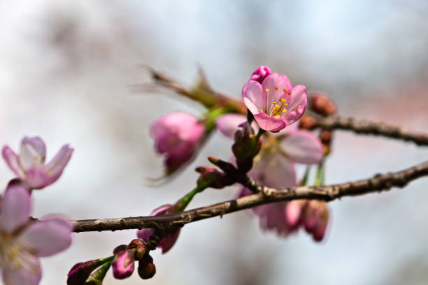 Sakura cherry blosson flower Beautiful impressive pink and white Japanese sakura cherry blosson flower. Joy and beauty of spring cherry blosson tree stock pictures, royalty-free photos & images