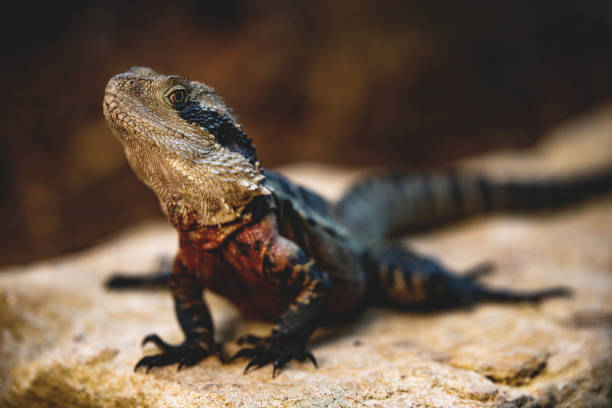 istock Australian Waterdragon staring at camera, Sydney 957277840