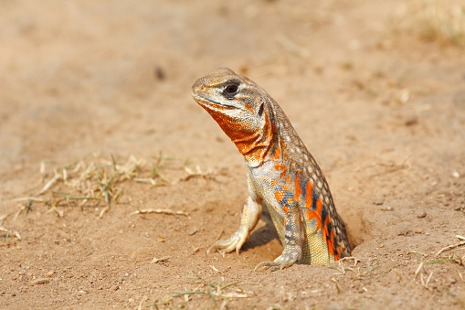Common butterfly lizard /Butterfly agama (Leiolepis belliana ssp. ocellata) emerge from the burrow