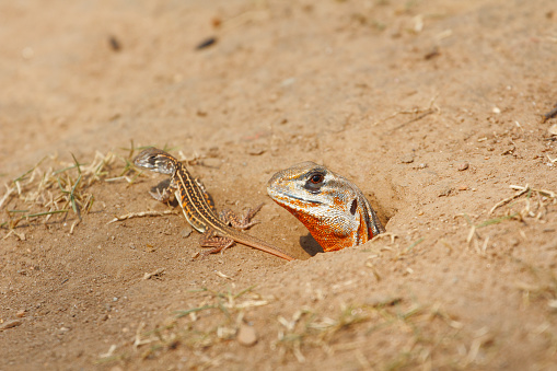 Common butterfly lizard /Butterfly agama (Leiolepis belliana ssp. ocellata) stay near the burrow to protect its newborn