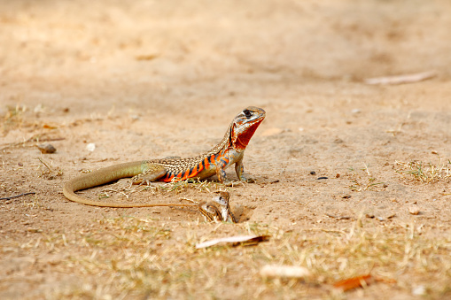 Common butterfly lizard /Butterfly agama (Leiolepis belliana ssp. ocellata) emerge from the burrow