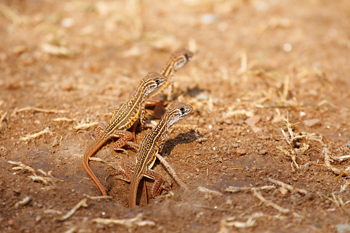 Newborn butterfly lizard /Butterfly agama (Leiolepis belliana ssp. ocellata) emerge from the hole