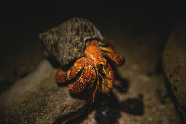 gran cangrejo de ermitaño por la noche, las islas cook - land hermit crab fotografías e imágenes de stock