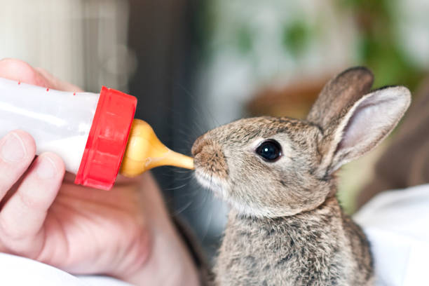 istock Baby rabbit eating with baby bottle 957283056