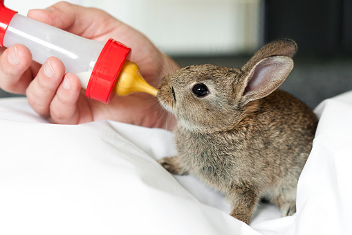 Bunny eating with baby bottle