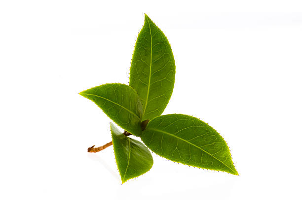 istock fresh tea branch isoalted on the white background 95728317