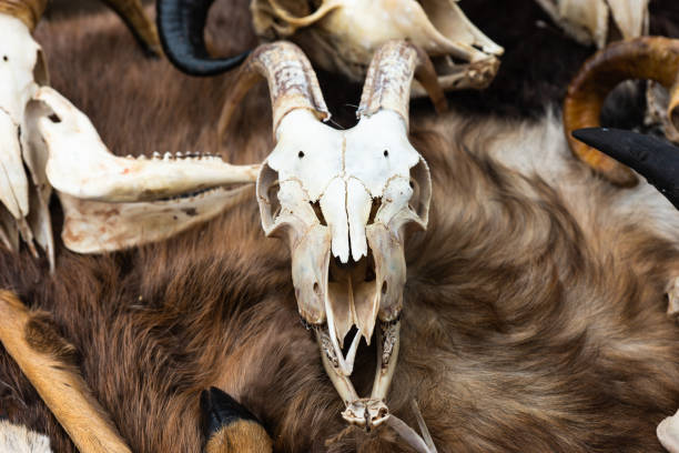 istock Goat skull with large horns 957284638