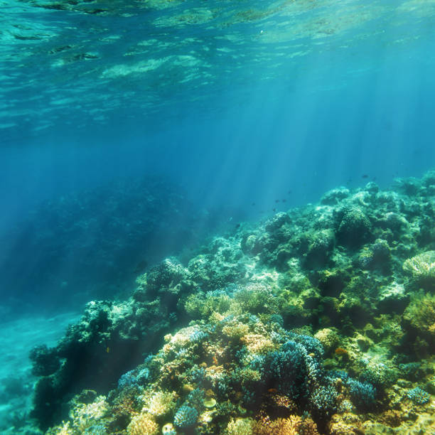 istock Underwater coral reef on the red sea 957285448