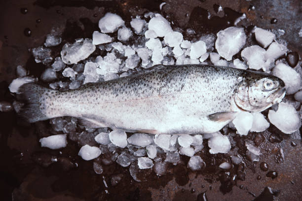 istock fresh fish. Trout with  lemon and spices on dark background. Cooking fish with herbs thyme. 957288530
