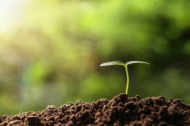 istock agriculture. young plant  growing on soils with morning light 957300156