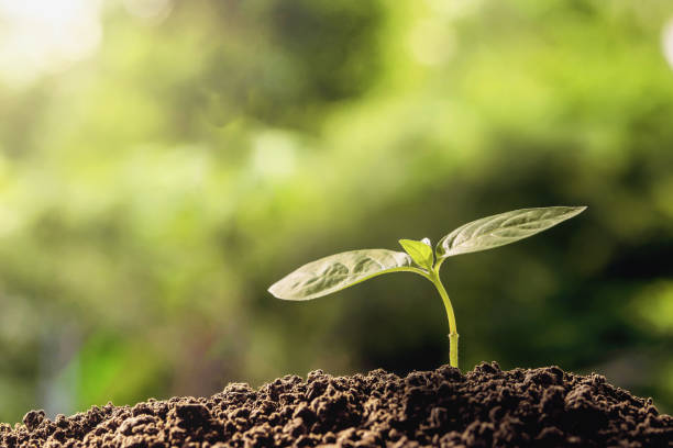 istock agriculture. young plant  growing on soils with morning light 957300168
