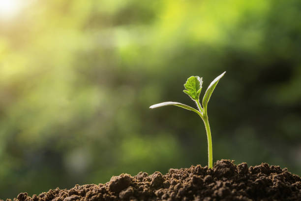 istock agriculture. young plant  growing on soils with morning light 957300198