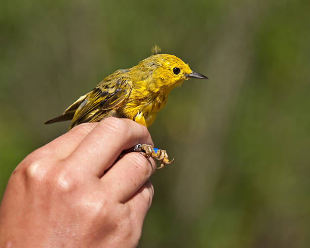 Releasing a Yellow Warbler After Banding The Wyoming Conservation Research Center periodically captures, bands and releases wild birds for tracking. This Yellow Warbler (Setophaga petechia) was photographed after banding and just prior to release. The Conservation Research Center is in Jackson, Wyoming, USA. jeff goulden environmental conservation stock pictures, royalty-free photos & images
