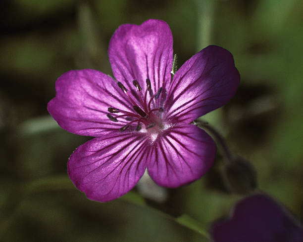 Sticky Purple Geranium The Sticky Purple Geranium (Geranium viscosissimum) is a native perennial found in foothills, canyons, open woodlands, and mountain environments of the western United States. This wildflower is protocarnivorous, meaning that it can dissolve protein from insects trapped on its sticky leaf surface. This Sticky Purple Geranium was photographed on the Blacktail Deer Plateau of Yellowstone National Park, Wyoming, USA. jeff goulden yellowstone national park stock pictures, royalty-free photos & images