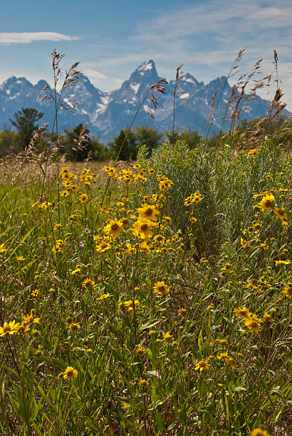 istock Teton Range and Meadow of Sunflowers 95730028