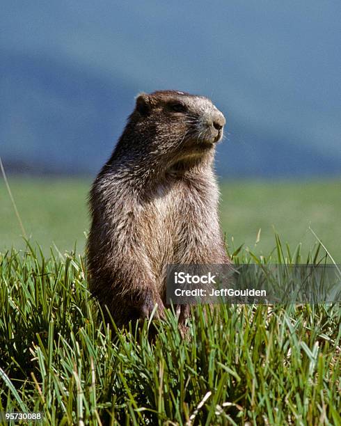 Olympic Marmot Stock Photo - Download Image Now - Woodchuck, Washington State, Animal Wildlife