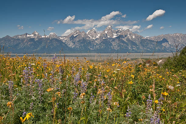 Meadow of Wildflowers and the Teton Range Across the valley from the Tetons is the Gros Ventre range. In Wyoming they say people come to visit the Tetons and end up falling in love with the Gros Ventres. What these mountains lack in height and rugged grandeur they more than make up for with their gentle beauty and sweeping vistas. Their brightly colored alpine meadows are a joy of sights and smells. This meadow of wildflowers was photographed on the Coyote Rock Trail in Bridger Teton National Forest near Kelly, Wyoming, USA. jeff goulden grand teton national park stock pictures, royalty-free photos & images