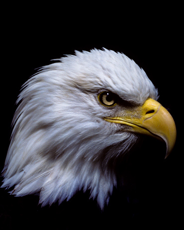 A headshot close-up of an American Bald Eagle