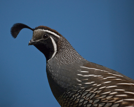The California Quail (Callipepla californica) is a small ground-dwelling bird in the North American quail family. These birds have a curving plume made of six feathers on the front of their head. In the males it is black and in females it is brown. This male quail was photographed in Edgewood, Washington State, USA.