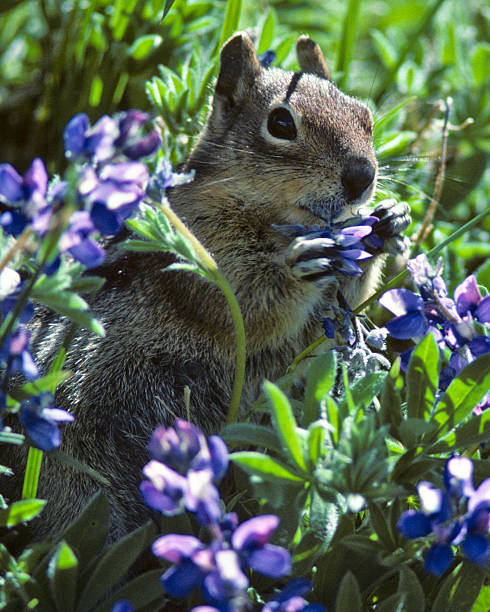 The Golden-Mantled Ground Squirrel (Callospermophilus lateralis) is a type of squirrel found in the mountainous areas of western North America. Because of its stripes and cheek pouches the Golden-Mantled Ground Squirrel is often thought of as a chipmunk. It is considerably larger than the chipmunk and lacks facial stripes. This Golden Mantled Ground Squirrel was photographed while feeding in a meadow of lupine near the Paradise River in Mount Rainier National Park, Washington State, USA.
