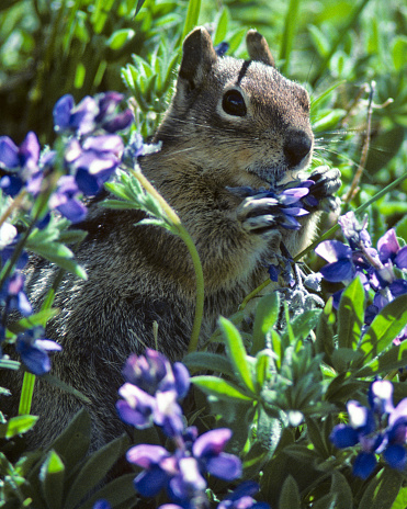 The Golden-Mantled Ground Squirrel (Callospermophilus lateralis) is a type of squirrel found in the mountainous areas of western North America. Because of its stripes and cheek pouches the Golden-Mantled Ground Squirrel is often thought of as a chipmunk. It is considerably larger than the chipmunk and lacks facial stripes. This Golden Mantled Ground Squirrel was photographed while feeding in a meadow of lupine near the Paradise River in Mount Rainier National Park, Washington State, USA.