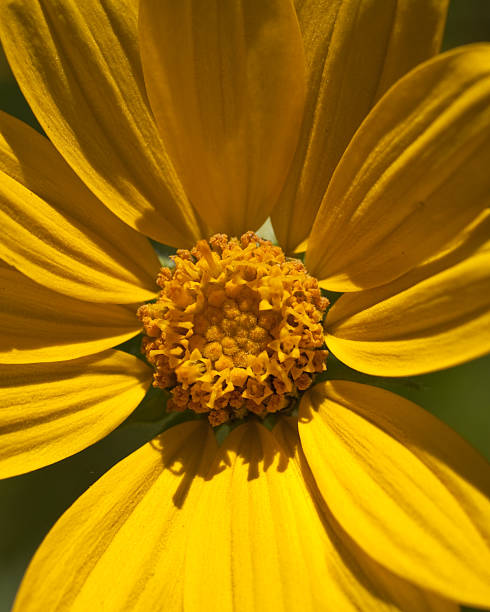 Mountain Daisy Summer is a time of brilliant color in the mountains. Meadows and woods are carpeted with a variety of wildflowers. This close-up of a yellow member of the daisy family was taken in the Cascade Canyon area of Grand Teton National Park, Wyoming, USA. jeff goulden grand teton national park stock pictures, royalty-free photos & images