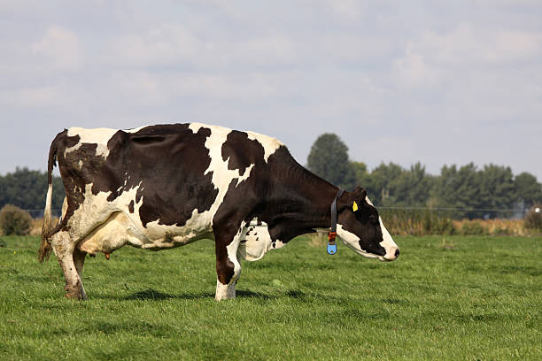 istock Holstein cow in the meadow 95730575