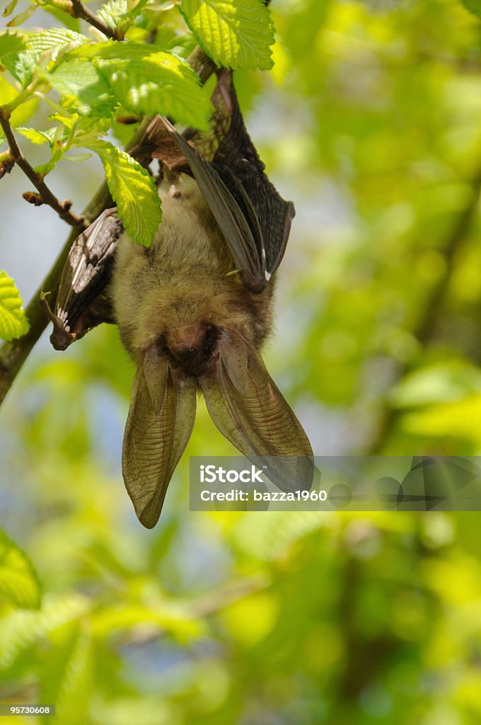 Balanceo de bat - Foto de stock de Murciélago libre de derechos