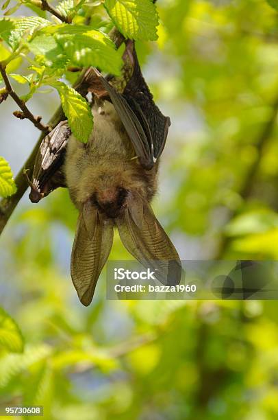 Balançar Morcego - Fotografias de stock e mais imagens de Morcego - Morcego, Reino Unido, Europa - Locais geográficos