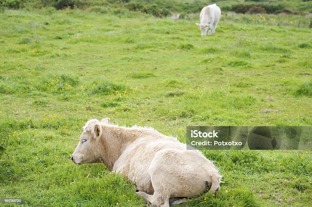 Par de vacas irlandés - Foto de stock de Aire libre libre de derechos